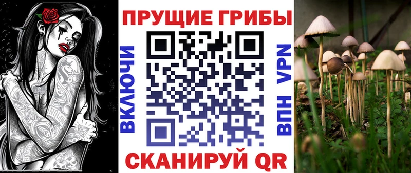 Купить  Ахтырский  Псилоцибиновые грибы Psilocybe 